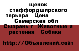 щенок стаффордширского терьера › Цена ­ 50 000 - Самарская обл., Сызрань г. Животные и растения » Собаки   